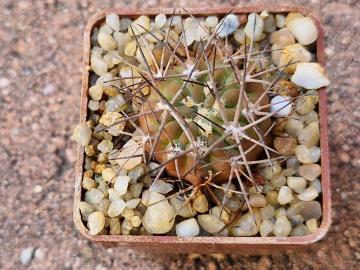 Acanthocalycium munitum