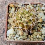 Acanthocalycium copiapoides