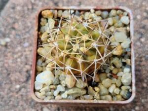 Acanthocalycium copiapoides