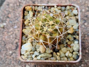 Acanthocalycium copiapoides