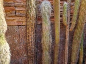 20250701_090104_8607 Cephalocereus senilis