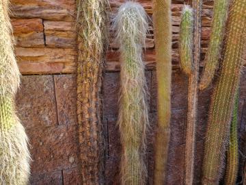 Cephalocereus senilis