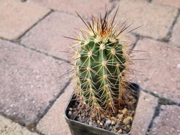 Echinocereus sp 4