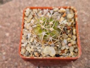 Acanthocalycium variiflorum1