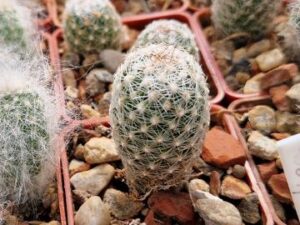 Coryphantha vivipara