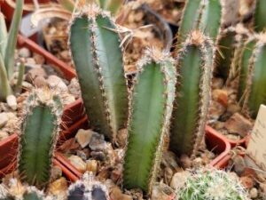 20250716_101753_8681 Cereus peruvianus