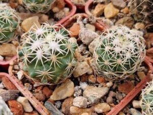 Coryphantha tripugionacantha