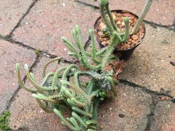 Crassula lycopoides