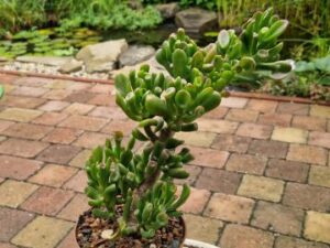 Crassula ovata f monstrosa (1)