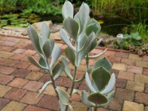 Cothyledon orbiculata