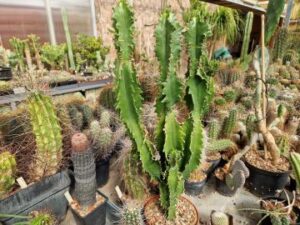 20250719_101232_8702 Euphorbia ingens (2)