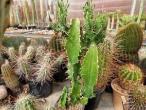 20250719_101245_8699 Euphorbia ingens (1)