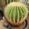 Echinocactus grusonii (6)