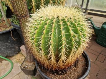 Echinocactus grusonii (6)