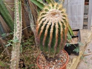 Eriocactus warasii (1)