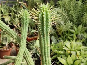 20250722_105713_8718 Euphorbia mammillaris