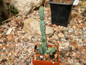 20250722_105838_8717 Euphorbia debilispina