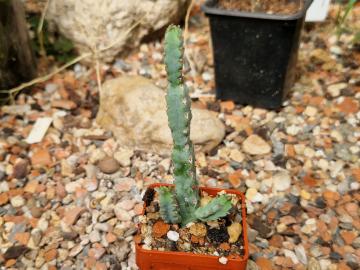 Euphorbia debilispina