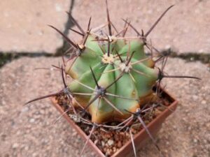 Ferocactus peninsulae (2)