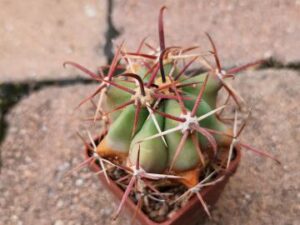 Ferocactus peninsulae (5)