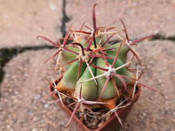 Ferocactus peninsulae (5)