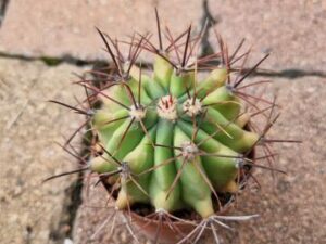 Ferocactus wislizenii (3)