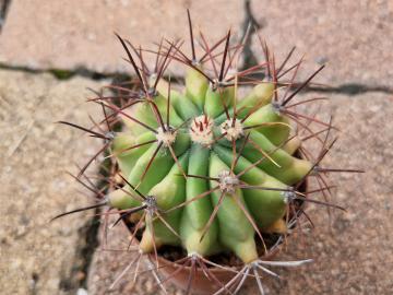 Ferocactus wislizenii (3)