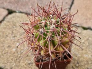 Ferocactus wislizenii (2)