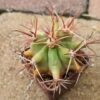 Ferocactus rectispinus (1)