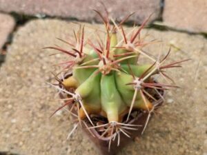 Ferocactus rectispinus (1)