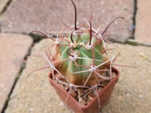 Ferocactus rectispinus (2)