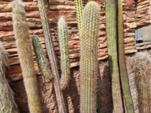 20250726_153333_8749 Cereus sp 2