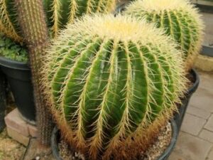 Echinocactus grusonii (2)
