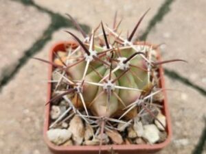 Ferocactus peninsulae (4)