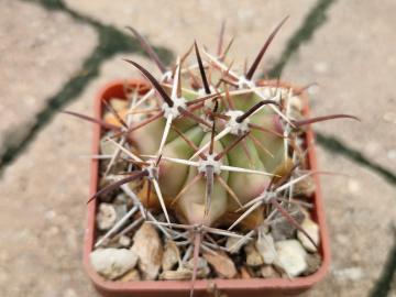 Ferocactus peninsulae (4)