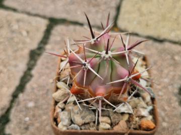 Ferocactus peninsulae (6)