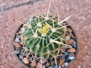 20250805_151925_8760 Echinofossulocactus sulphureus