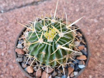 Echinofossulocactus sulphureus