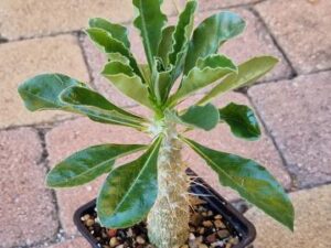 Pachypodium saundersii