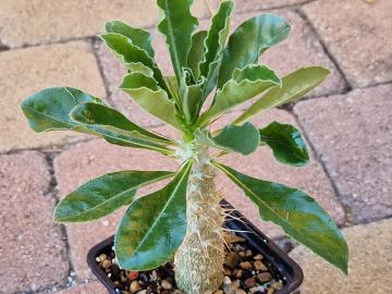 Pachypodium saundersii