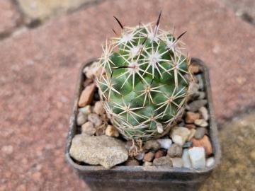 Coryphantha sp Parras-Viesca