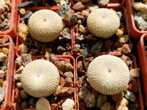 Epithelantha micromeris