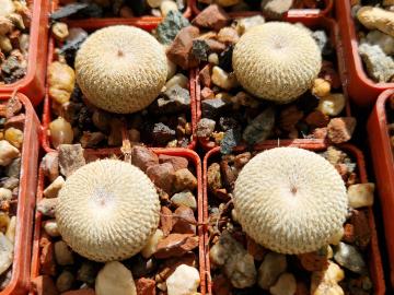 Epithelantha micromeris