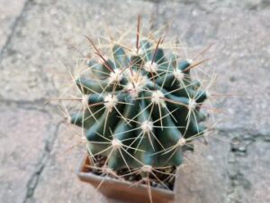 Ferocactus wislizenii (4)