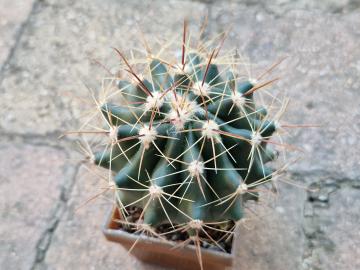 Ferocactus wislizenii (4)