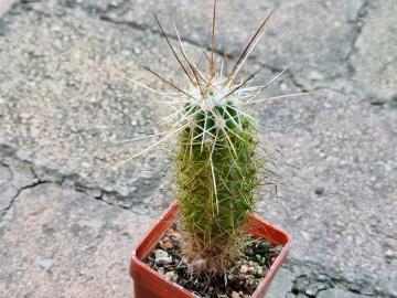 Echinocereus stramineus
