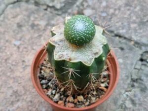 20250813_084336_8787 Blossfeldia liliputana v alba