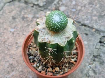 Blossfeldia liliputana v alba