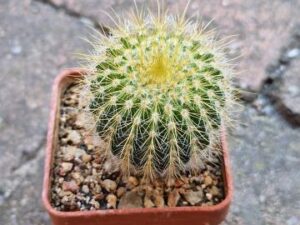 Eriocactus sp 1