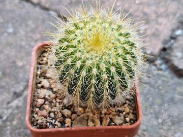Eriocactus sp 1
